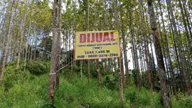Dijual Tanah Kebon Jati Siap Panen - SHM - Sukabumi