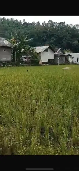 Di jual sawah dekat pesisir pantai pelabuhan ratu tanpa perantara