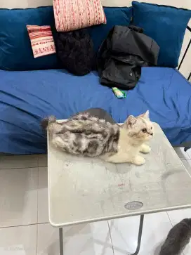 Yuk adop kucing betina scottish mix persia