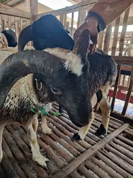 Domba Qurban Harga Kiloan