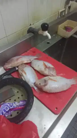 DI JUAL CEPAT IKAN NILA