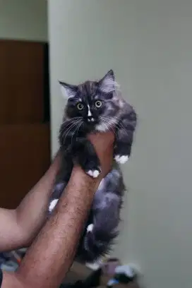 Kucing Mainecoon super jantan