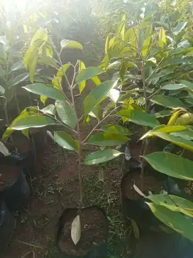Bibit durian semua jenis dan ukuran