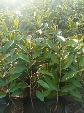 Bibit durian semua jenis dan ukuran