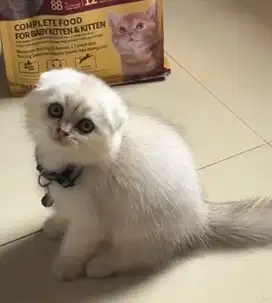 Kucing scottish fold bsh british shorthair
