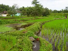 Tanah sawah Sumber Mata Air Prigen, dekat Taman Safari