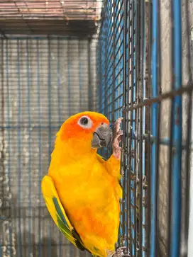 Jual Sun Conure