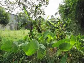 TANAH MURAH COCOK UNTUK KOST / GEDUNG DEKAT BINUS