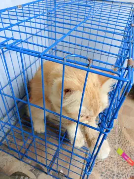 Jual kandang kucing bonus Persia betina