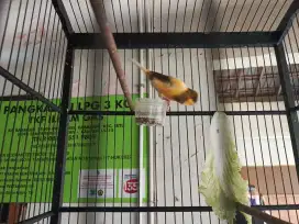Burung kenari FS