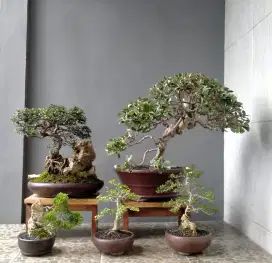 5 pot bonsai siap pajang
