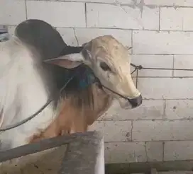 sapi jawa putih 430kiloan timbang hidup layak sapi qurban 2025 rawatan