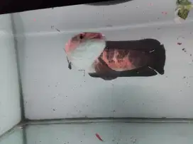 Chana Red Gabus Barito
