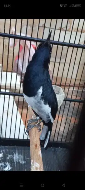 Kacer ori Jabar pulset*