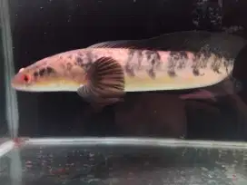 Chana YS yellow Sentarum