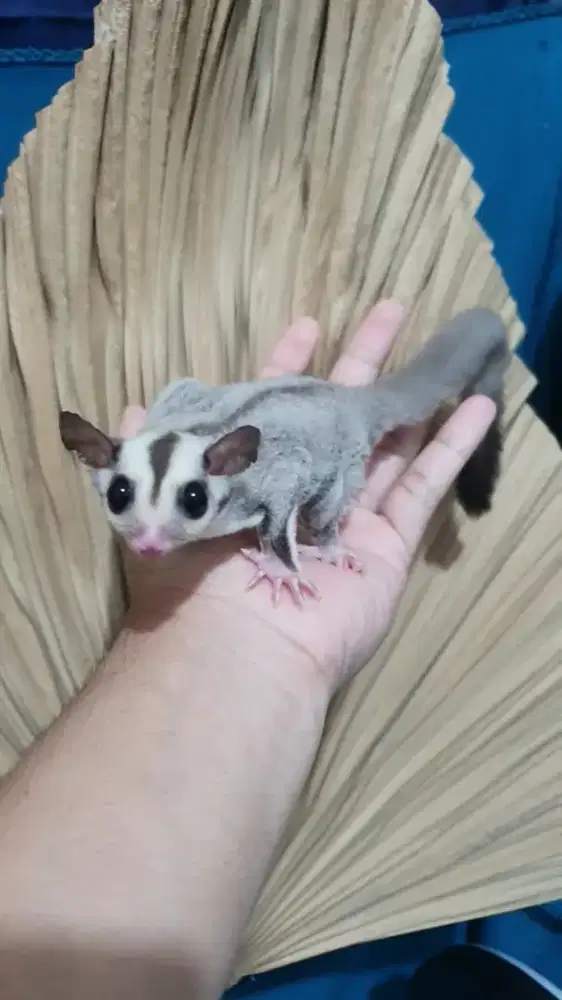 Sugarglider clasikgrey jantan