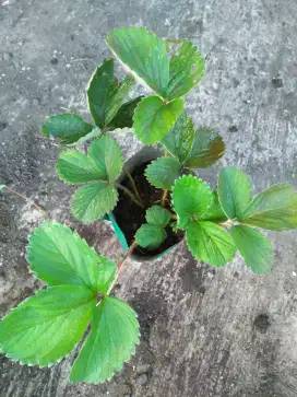 Aneka bibit tanaman buah