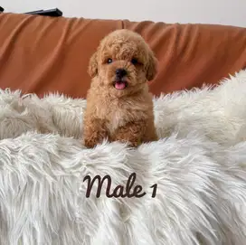 Dijual poodle murah