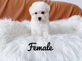 Jual white poodle murah