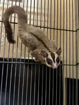 Sugar glider classic grey