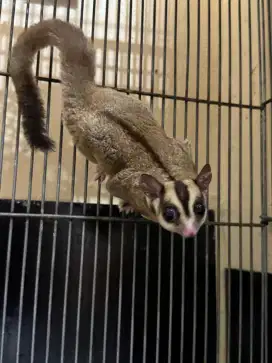Sugar glider classic grey