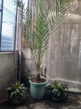pohon kurma azwa rawatan