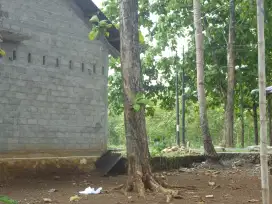 Pohon Jati Tua  di Tawarsari, Wonosari