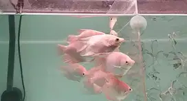 Ikan gurame padang SB