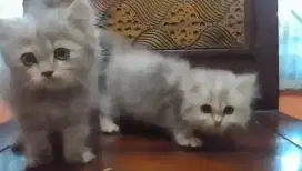 Lepas adopt kitten ns borongan 2 ekor