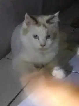 Kucing persia himalayan