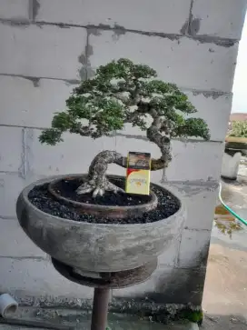 Bonsai santigi small liukan extreme