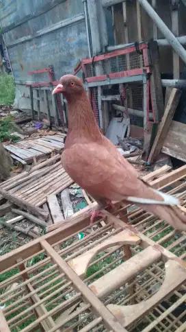 Merpati bahan prospek