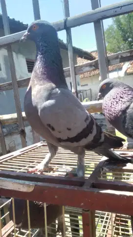 Merpati kolong meja/bebas player