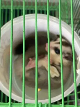 Sugar glider white face