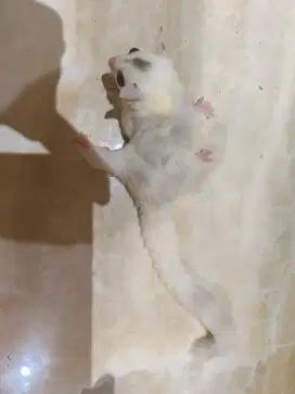 Sugar glider 1 bulan