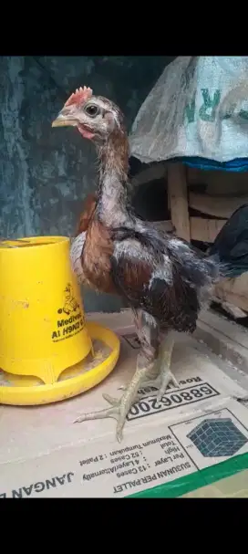 Anak ayam pelung super jumbo 3 ekor