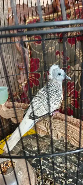 Burung Perkutut Golden Jambul Songgo Ratu