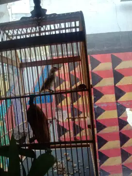 Burung trucuk jatim body gede