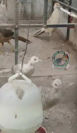 Jual Yellow pheasant sepasang