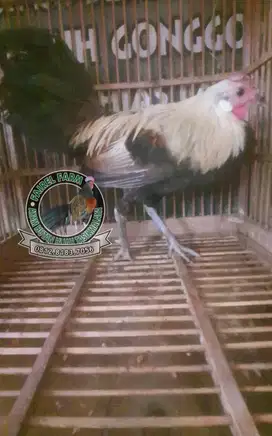 Jual ayam hutan jalak sumatera ori