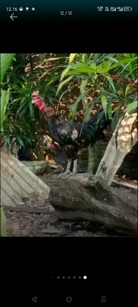 Jual Ayam Cemani ( Ayam Hitam)