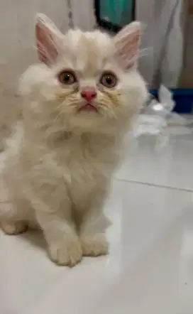 Open adopsi Kucing persia