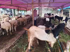 Jual Hewan Qurban Murah Berkualitas