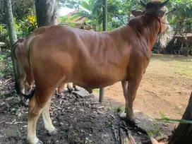 Sapi qurban harga ekonomis