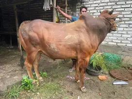 Sapi qurban madura Jumbo harga grosir