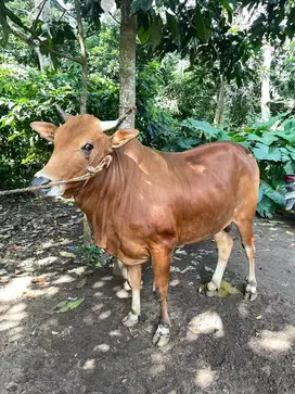Sapi qurban harga grosir