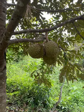Dijual Murah Kebun Durian Monthong dan Rumah