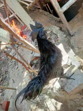 cemani dewasa siap kawin