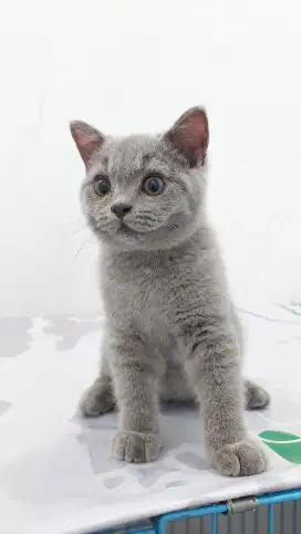 Lepas Adopsi kucing BSH Scottish