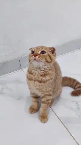 Lepas Adopsi BSH scottish